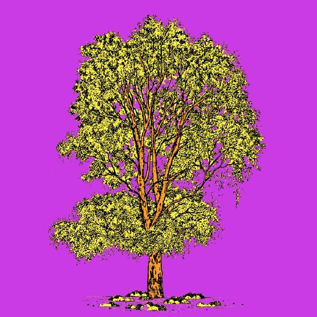 Affiche planche botanique EUCALYPTUS version POP thumbnail 3