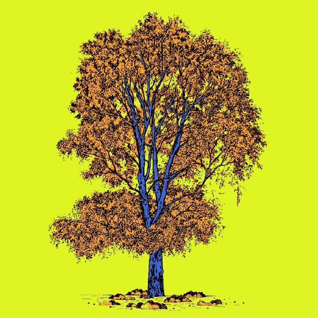 Affiche planche botanique EUCALYPTUS version POP thumbnail 4