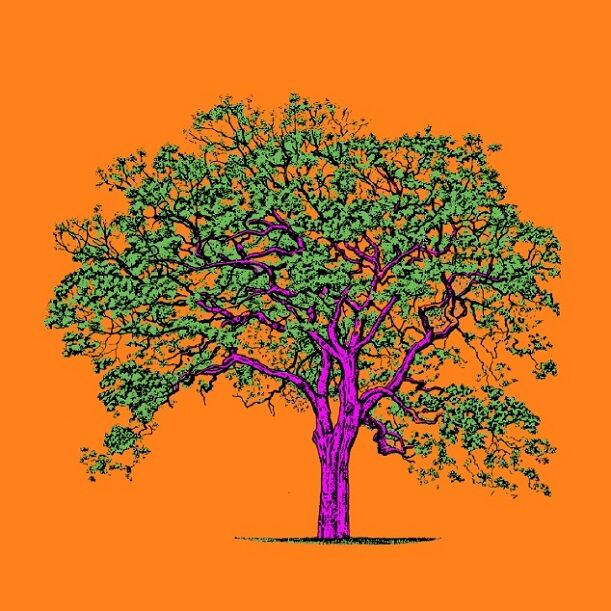 Affiche planche botanique JACARANDA version POP thumbnail 3