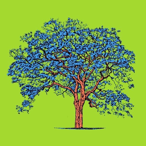 Affiche planche botanique JACARANDA version POP thumbnail 4