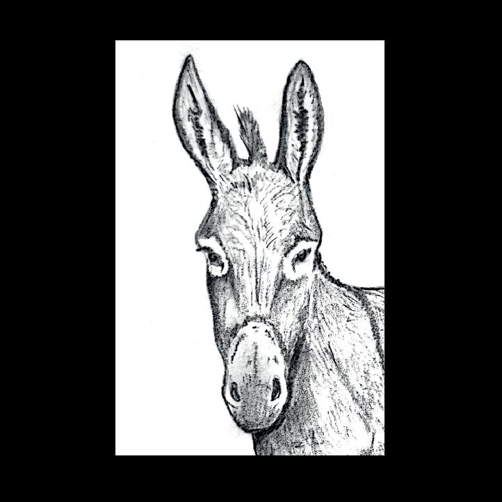 Affiche de la planche zoologique ANE thumbnail 3
