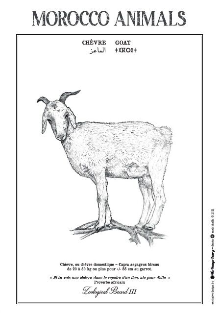 Affiche de la planche zoologique CHEVRE thumbnail 2