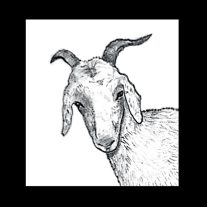 Affiche de la planche zoologique CHEVRE thumbnail 3