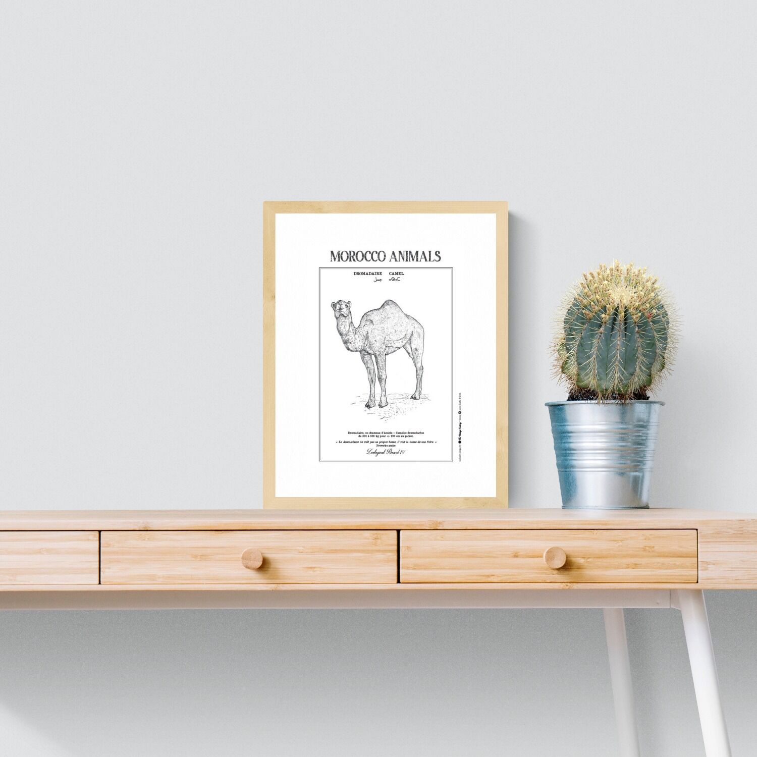 Affiche de la planche zoologique DROMADAIRE