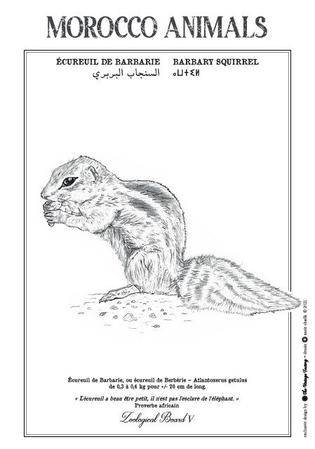 Affiche de la planche zoologique ECUREUIL DE BARBARIE thumbnail 2