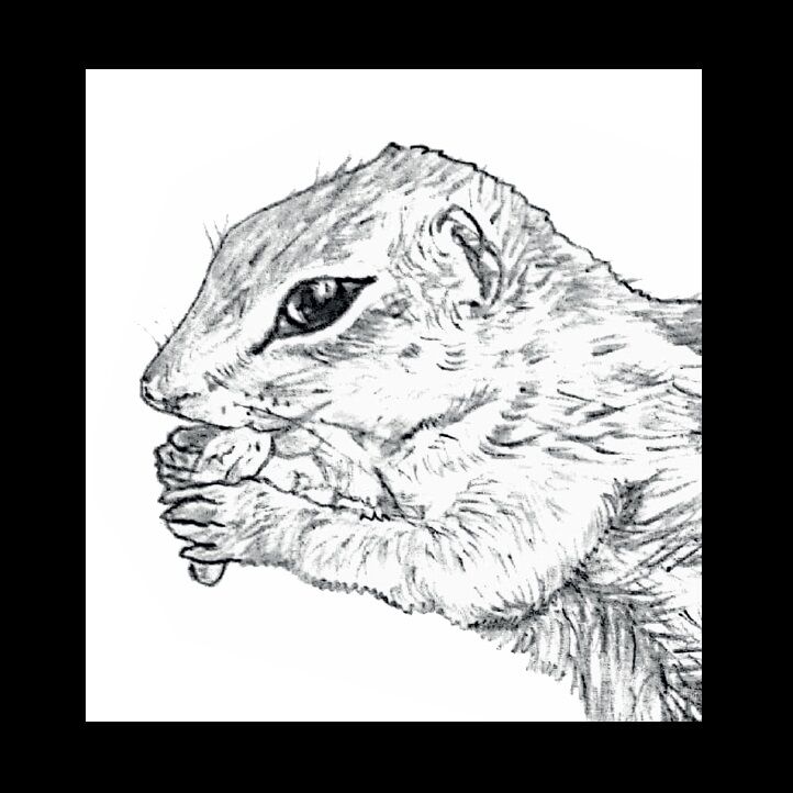 Affiche de la planche zoologique ECUREUIL DE BARBARIE thumbnail 3