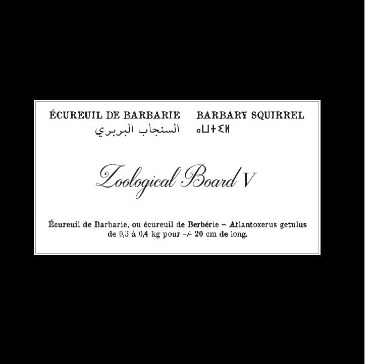 Affiche de la planche zoologique ECUREUIL DE BARBARIE thumbnail 4