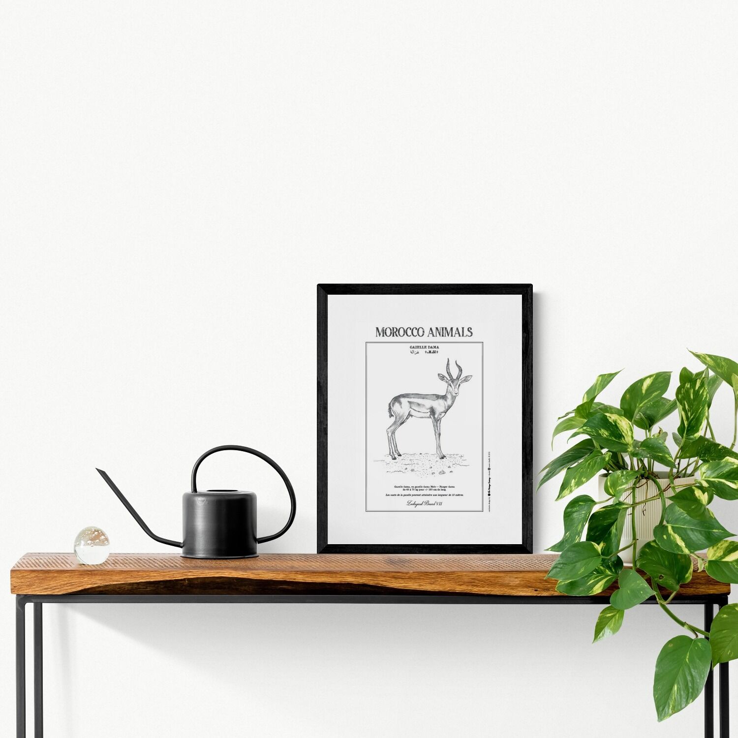 Affiche de la planche zoologique GAZELLE DAMA