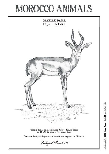 Affiche de la planche zoologique GAZELLE DAMA