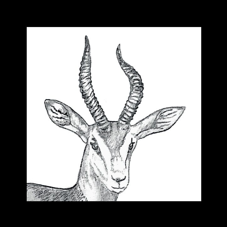 Affiche de la planche zoologique GAZELLE DAMA thumbnail 3