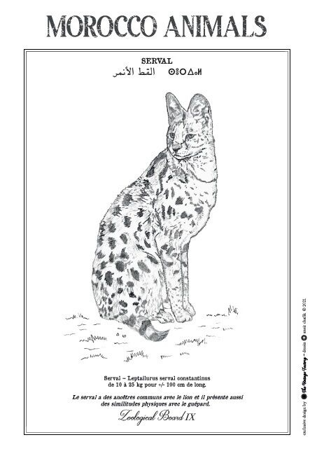 Affiche de la planche zoologique SERVAL