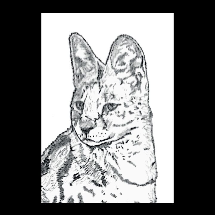 Affiche de la planche zoologique SERVAL thumbnail 3