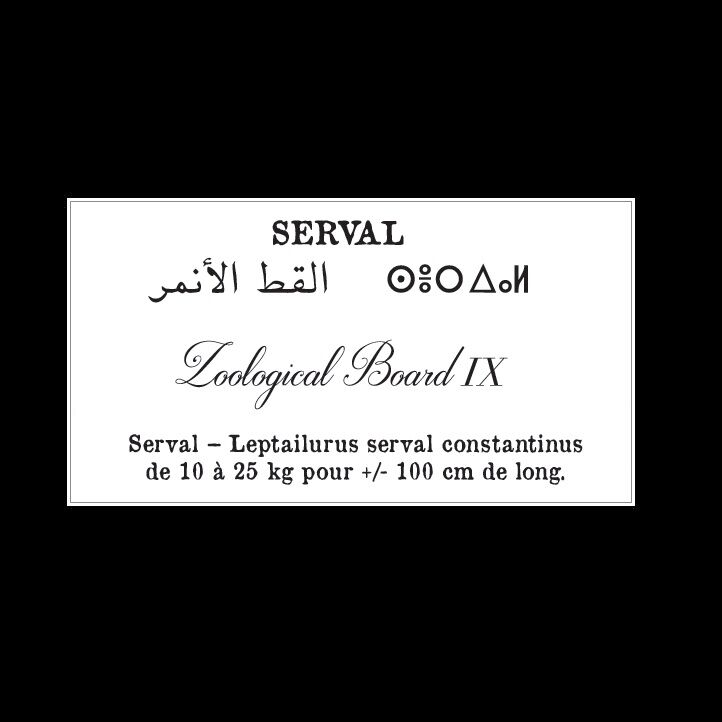Affiche de la planche zoologique SERVAL thumbnail 4