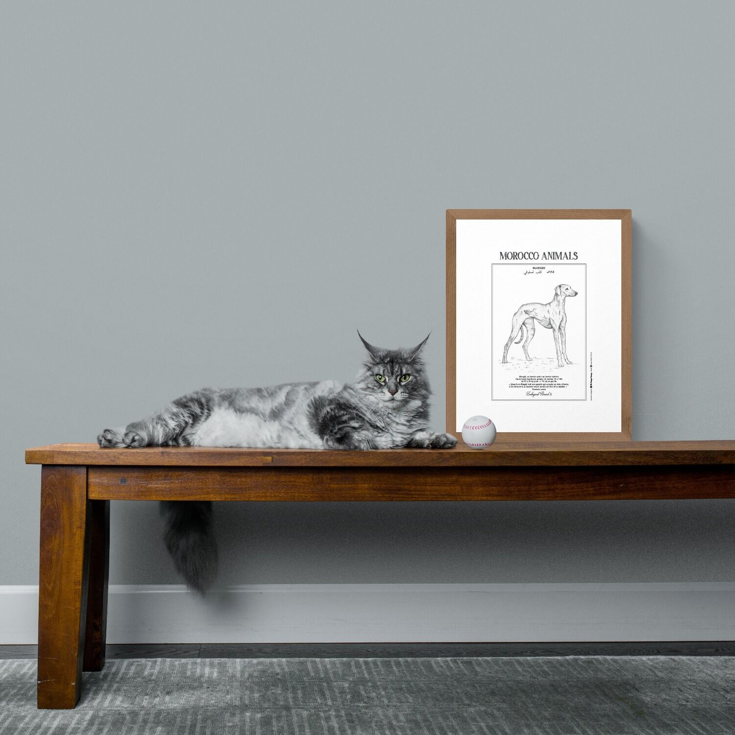 Affiche de la planche zoologique SLOUGHI