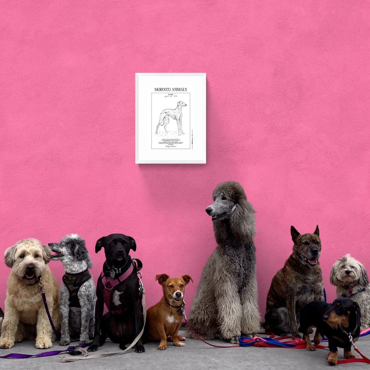 Affiche de la planche zoologique SLOUGHI