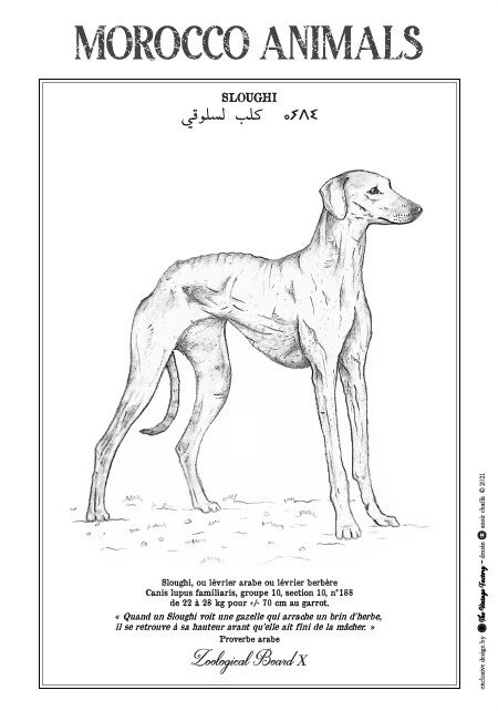 Affiche de la planche zoologique SLOUGHI thumbnail 3