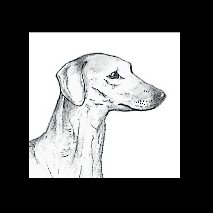 Affiche de la planche zoologique SLOUGHI thumbnail 4