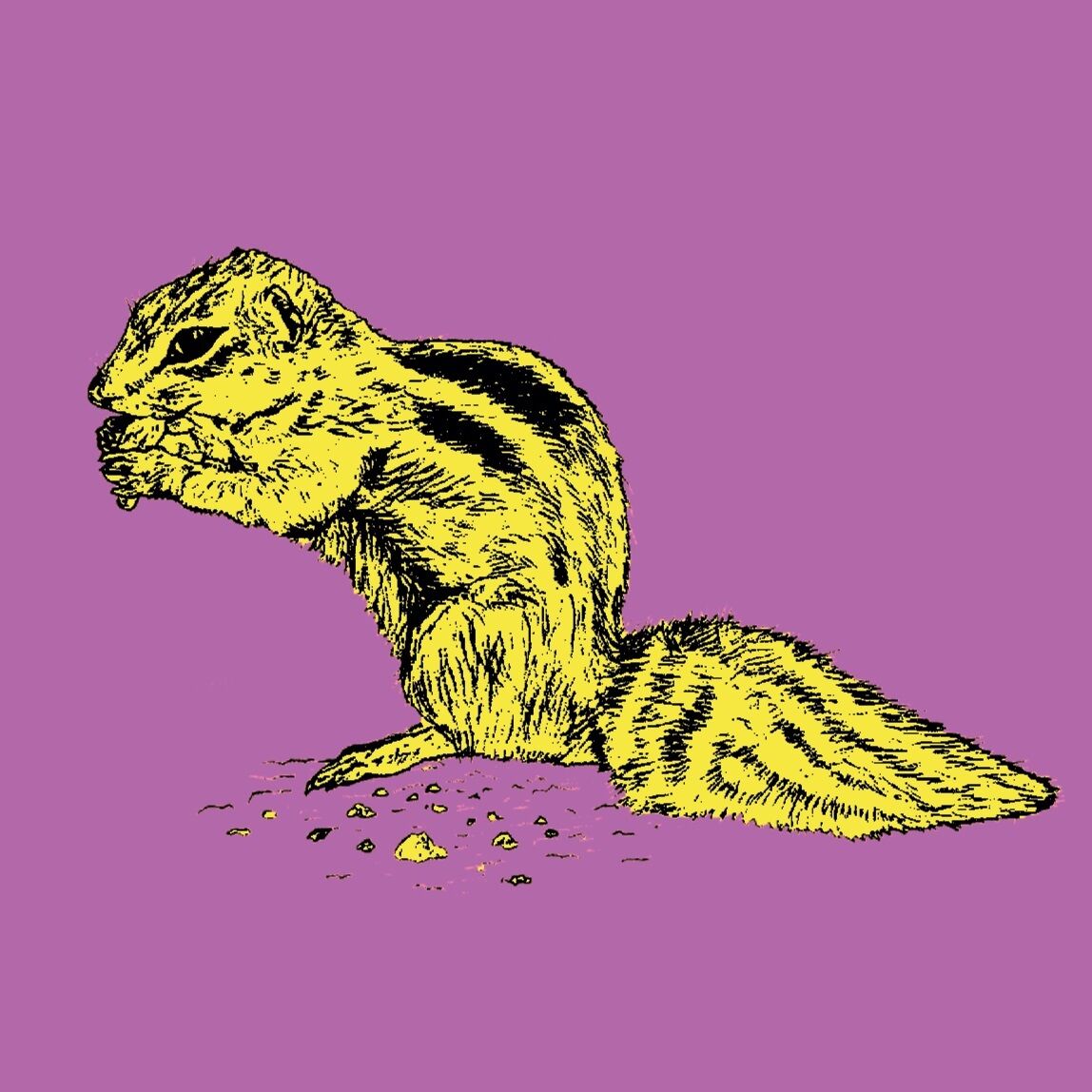 Affiche de la planche zoologique ECUREUIL de BARBARIE version POP thumbnail 3