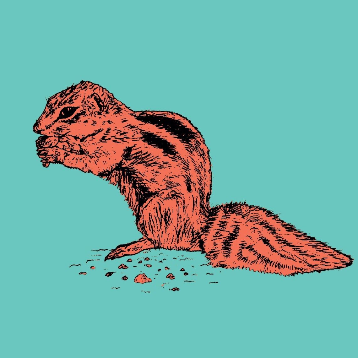 Affiche de la planche zoologique ECUREUIL de BARBARIE version POP thumbnail 4