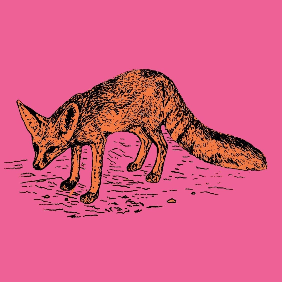 Affiche de la planche zoologique FENNEC version POP thumbnail 3