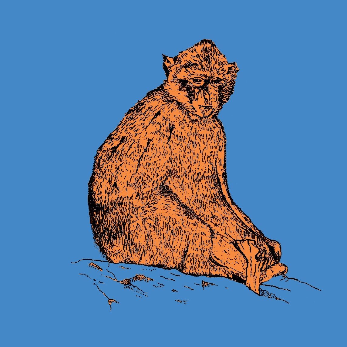 Affiche de la planche zoologique MACAQUE de BARBARIE version POP thumbnail 3