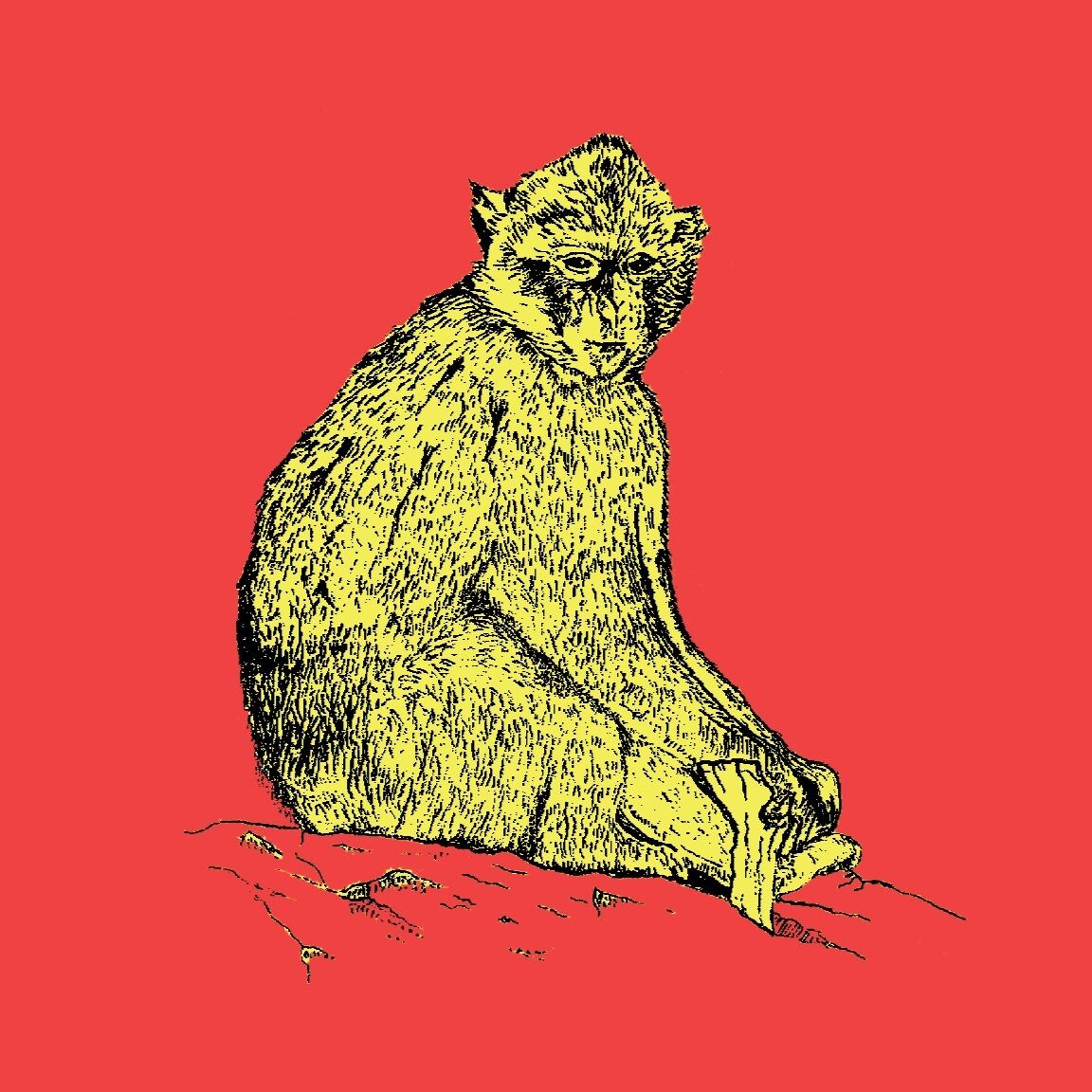 Affiche de la planche zoologique MACAQUE de BARBARIE version POP thumbnail 4