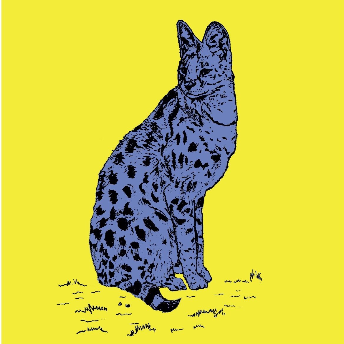 Affiche de la planche zoologique SERVAL version POP thumbnail 4