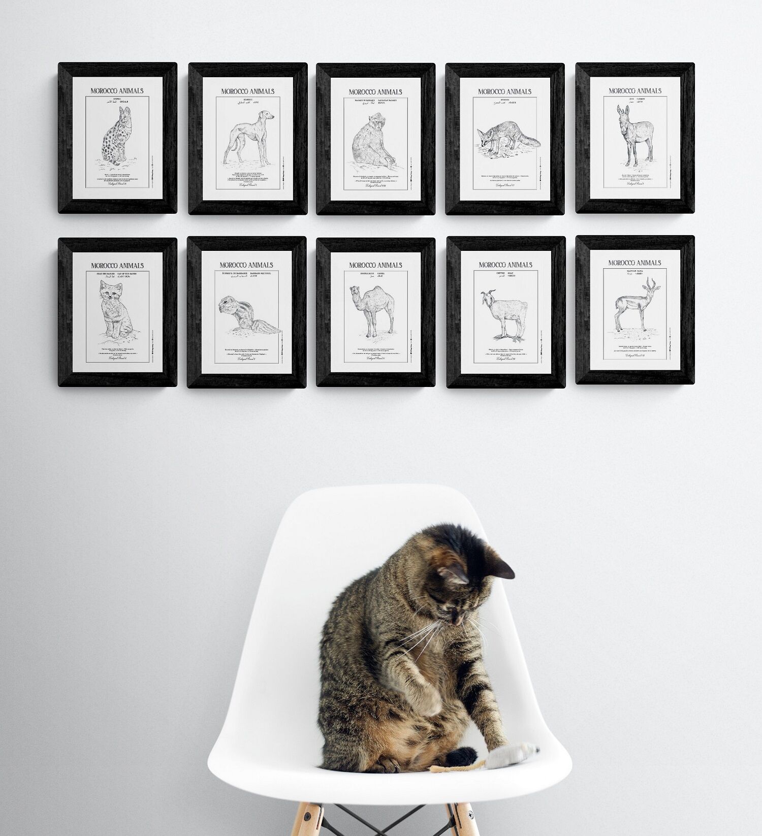Lot de 10 cartes postales des planches zoologiques thumbnail 4
