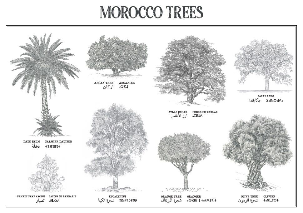 Affiche : planche botanique de 8 arbres du Maroc, collection Morocco Trees