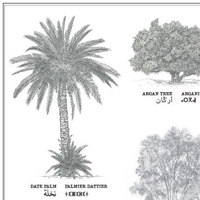 Affiche : planche botanique de 8 arbres du Maroc, collection Morocco Trees thumbnail 3