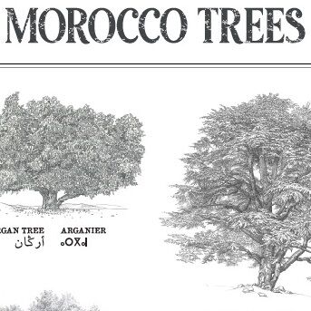 Affiche : planche botanique de 8 arbres du Maroc, collection Morocco Trees thumbnail 4