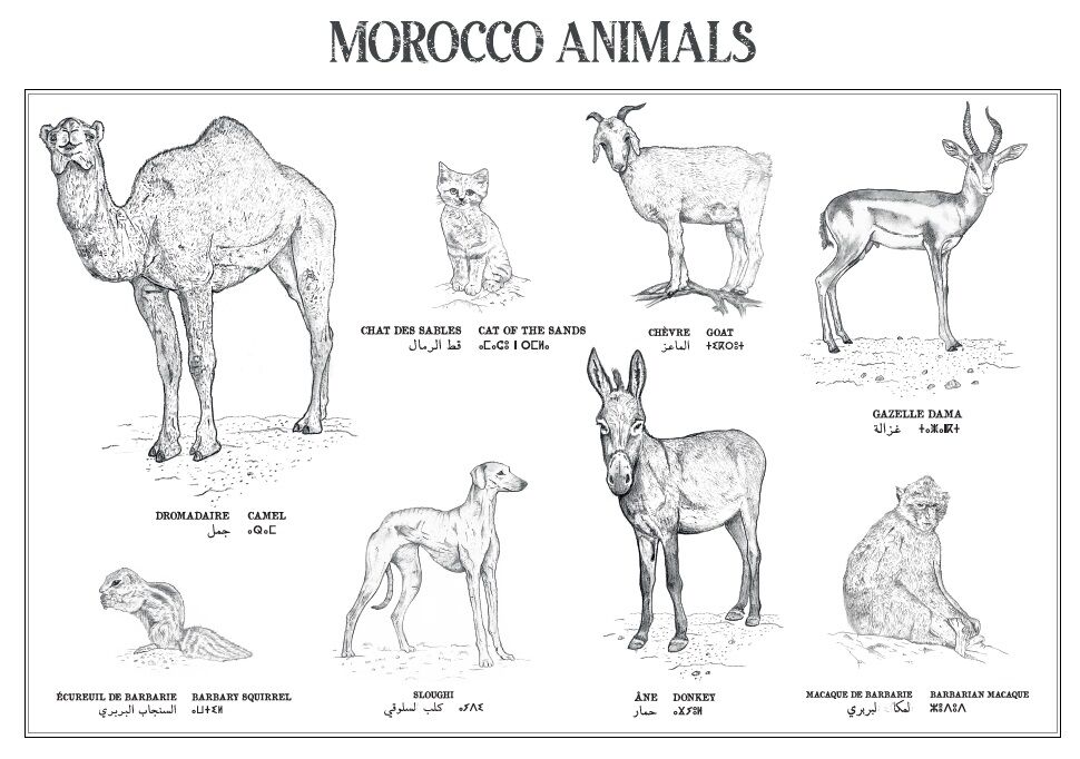 Affiche : planche zoologique de 8 animaux du Maroc, collection Morocco Animals thumbnail 2