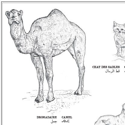 Affiche : planche zoologique de 8 animaux du Maroc, collection Morocco Animals thumbnail 3