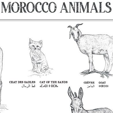 Affiche : planche zoologique de 8 animaux du Maroc, collection Morocco Animals thumbnail 4