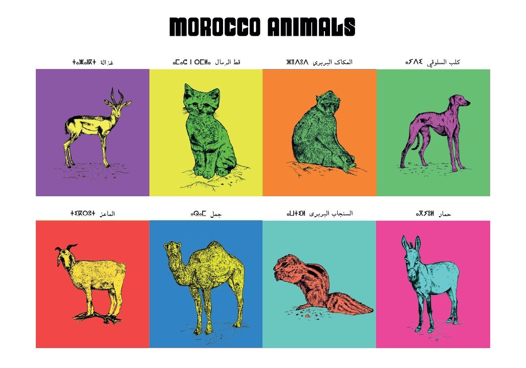 Affiche : planche zoologique de 8 animaux du Maroc, version POP, collection Morocco Animals thumbnail 2