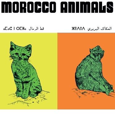 Affiche : planche zoologique de 8 animaux du Maroc, version POP, collection Morocco Animals thumbnail 4