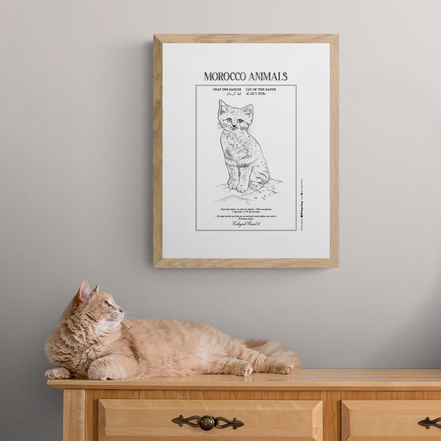 Affiche de la planche zoologique CHAT DES SABLES