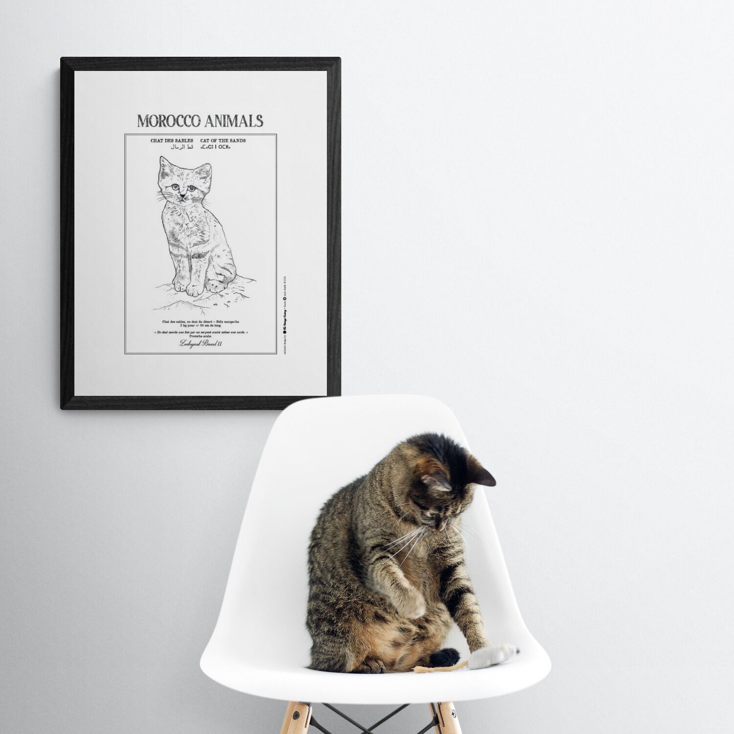 Affiche de la planche zoologique CHAT DES SABLES