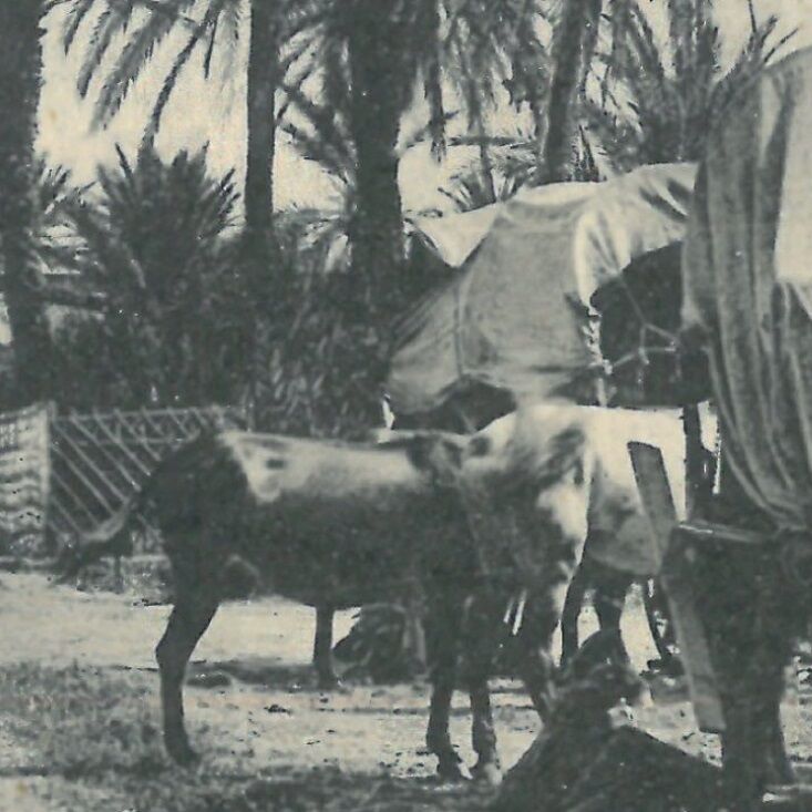 Affiche d'une vue ancienne de Marrakech - Une rue du Guéliz - vers 1920 - reproduction thumbnail 4