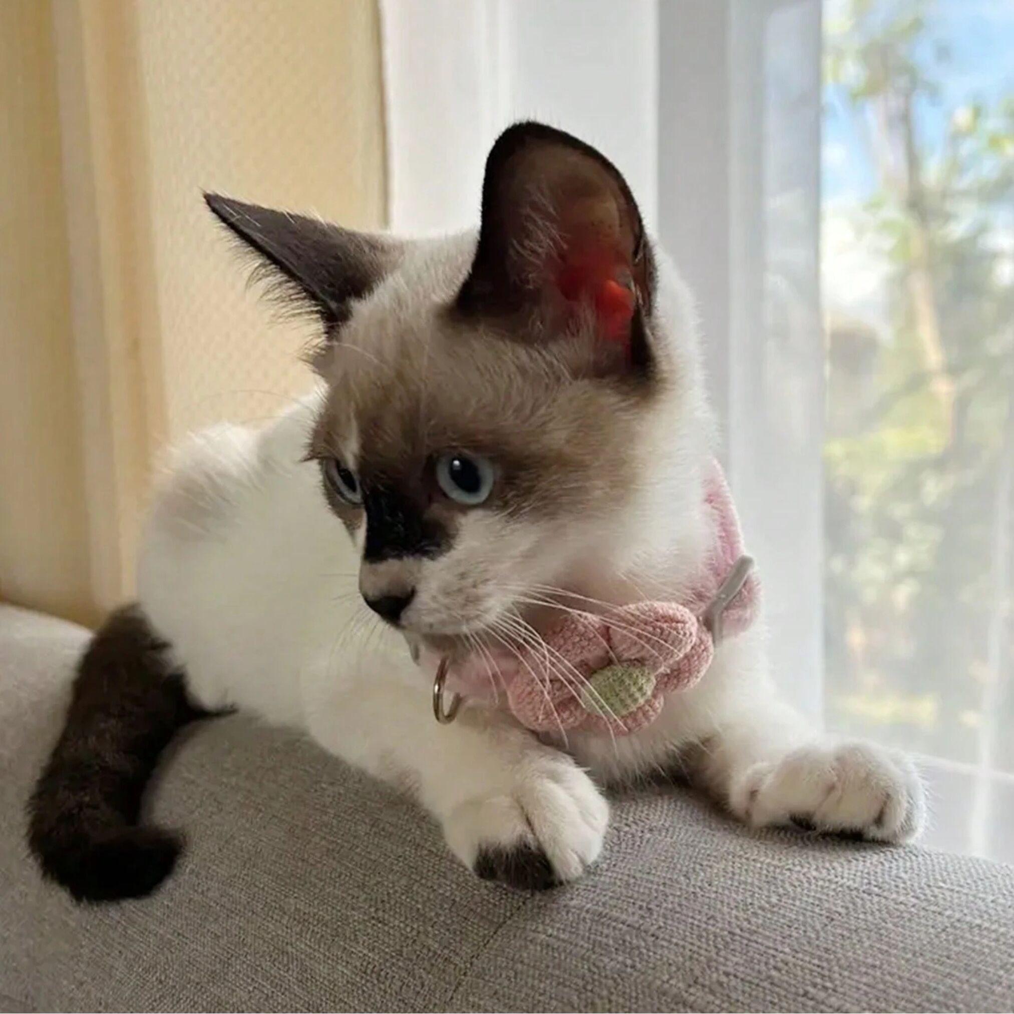 Collier de Chat Rose avec Clochette – Réglable & Sécurisé 