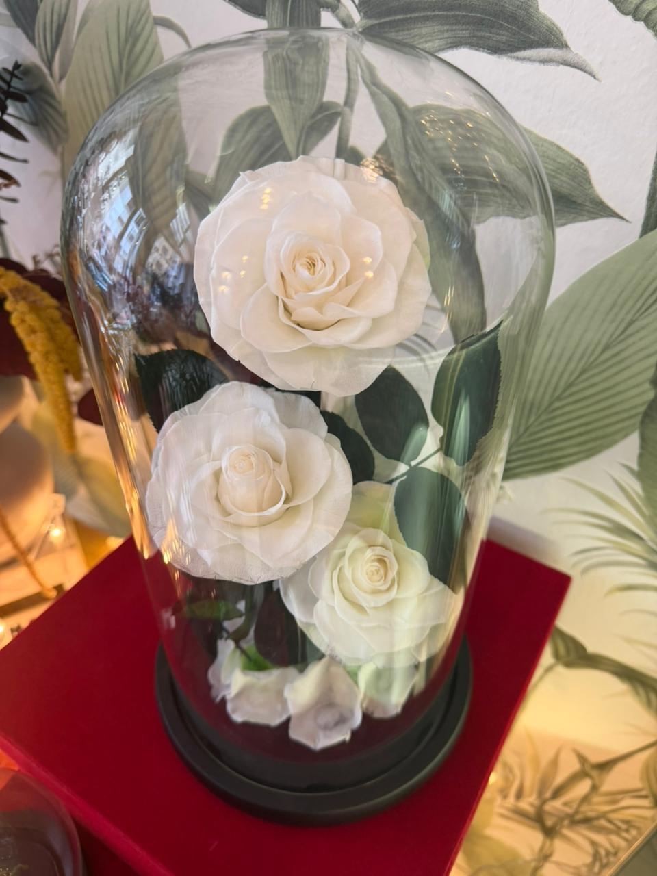 Roses éternelles pureté 