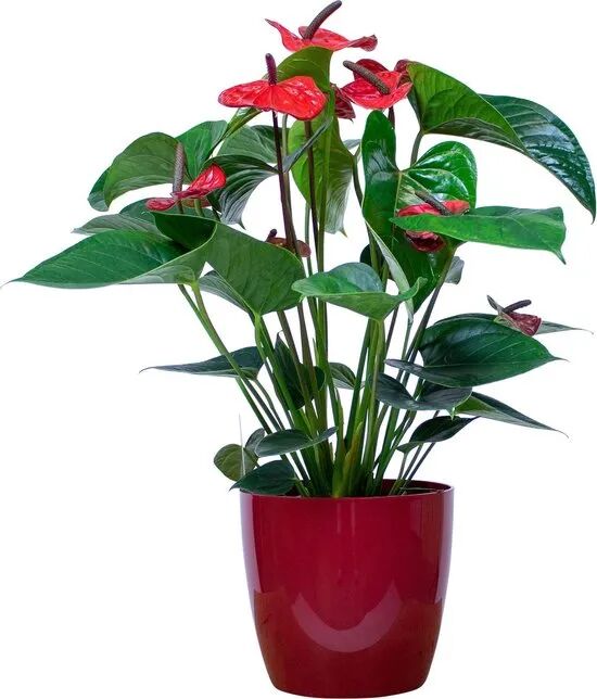 Accessoire Décoratif Pour Plantes, Taille 28 X 28,5 Cm Rouge