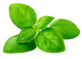 Pack 2 Huiles Aromatiques – Bergamote & Basilic